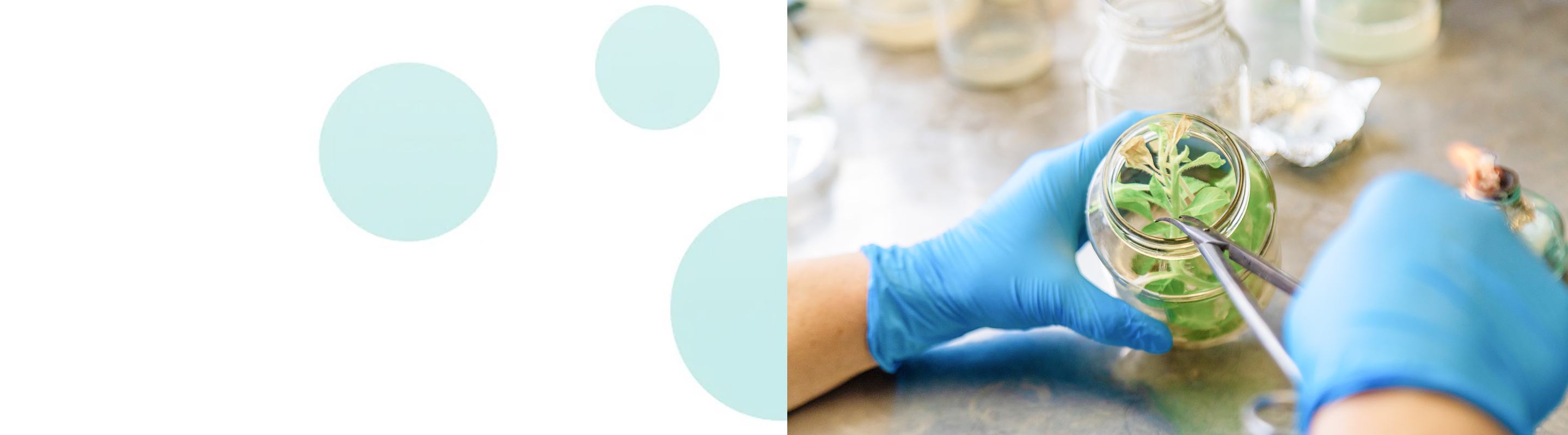 Close-up of gloved hands carefully manipulating plant specimens with tweezers in a laboratory setting, emphasizing precision and scientific research.